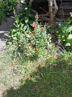 flowers